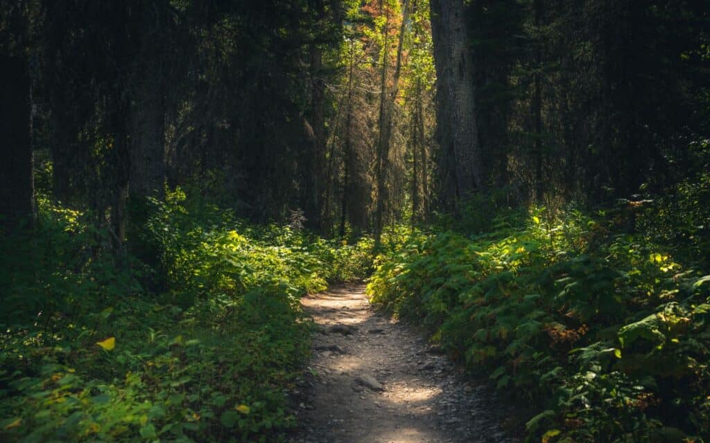 eating disorder comorbidities represented by a forest path