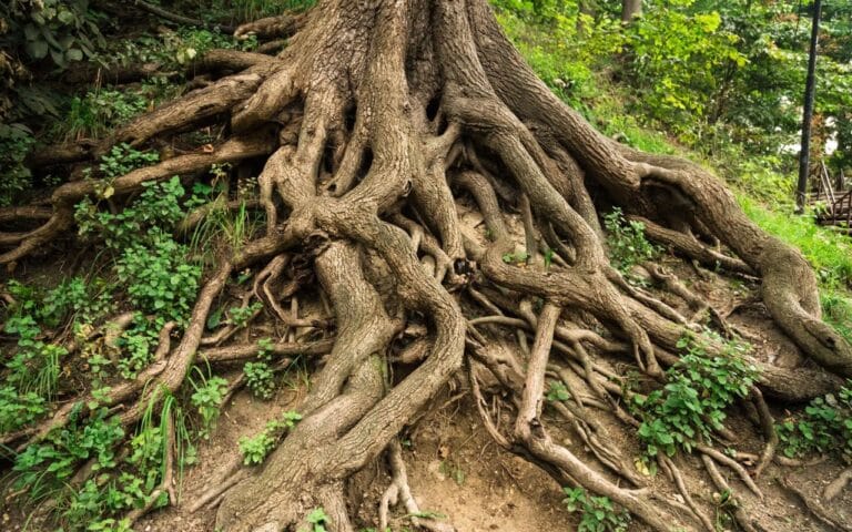 eating disorder comorbidities represented by intertwined tree roots