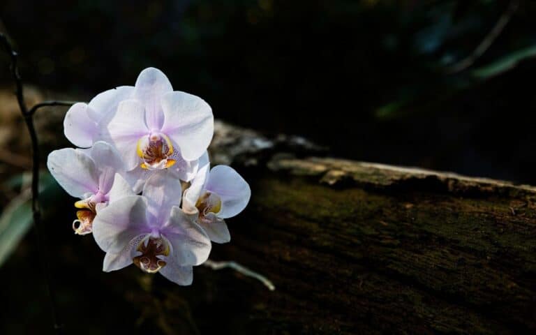 Delicate orchid thriving in a sheltered rock crevice, representing acceptance for selective eating disorder adults