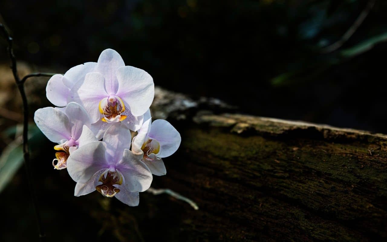 Delicate orchid thriving in a sheltered rock crevice, representing acceptance for selective eating disorder adults