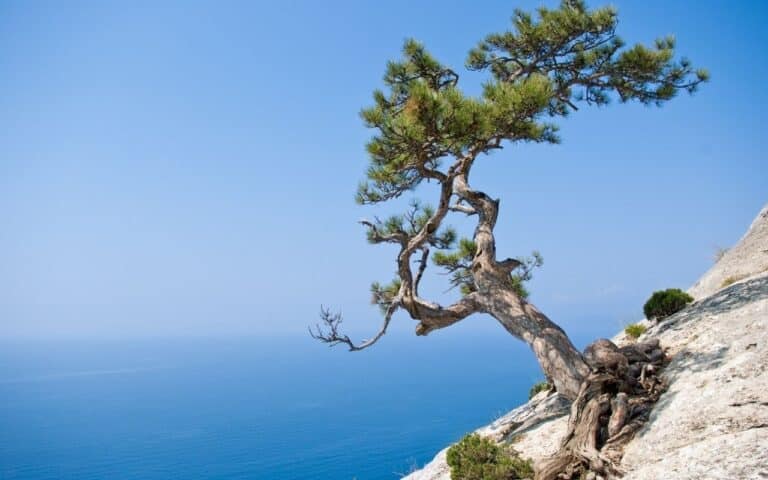 A solitary, resilient fir tree on a rocky outcrop, symbolising quiet strength in anorexia in men