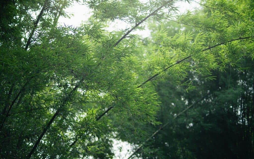 Flexible bamboo bending gently in the wind, symbolising balance and relief from pressure in body dysmorphia men