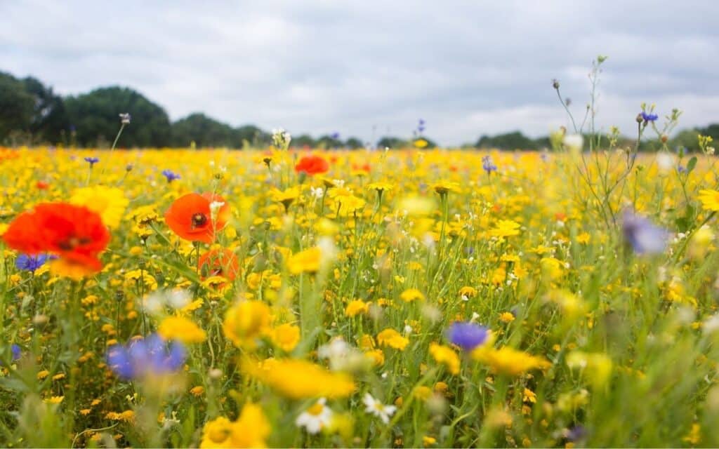 A colourful, diverse wildflower meadow, representing neurodivergent minds and the question is binge eating a symptom of adhd