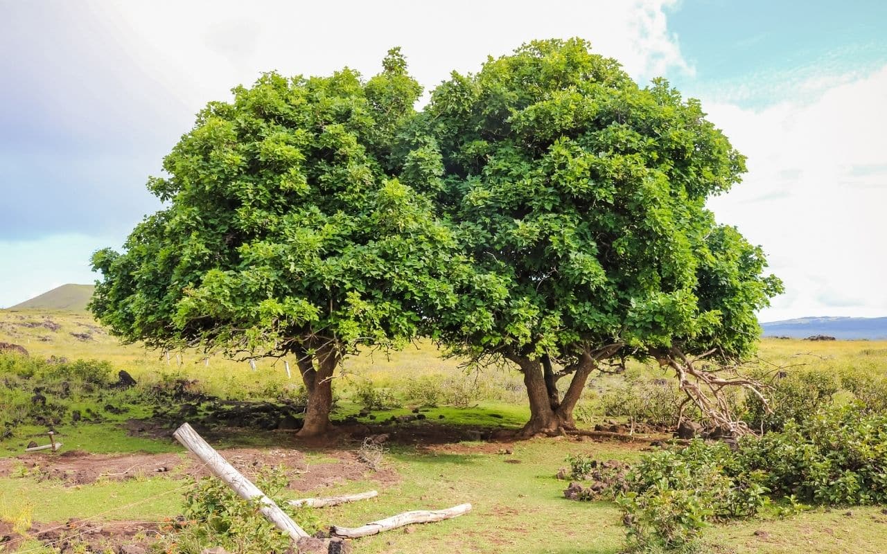 Two trees with interlocking branches growing side by side, illustrating how to help someone with body dysmorphia