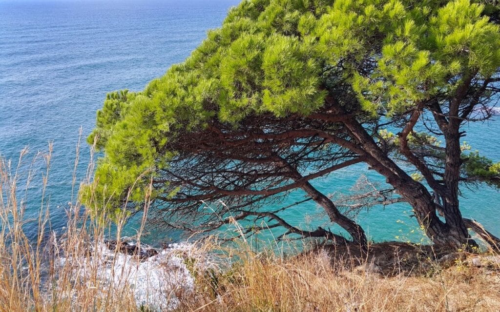 A deeply rooted coastal tree standing firm against wind and tide, reflecting the signs of purging disorder to watch for