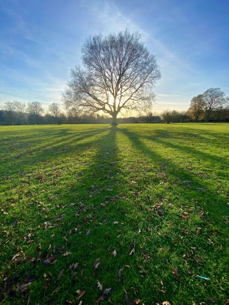 eating disorders in children represented by a tree in a field