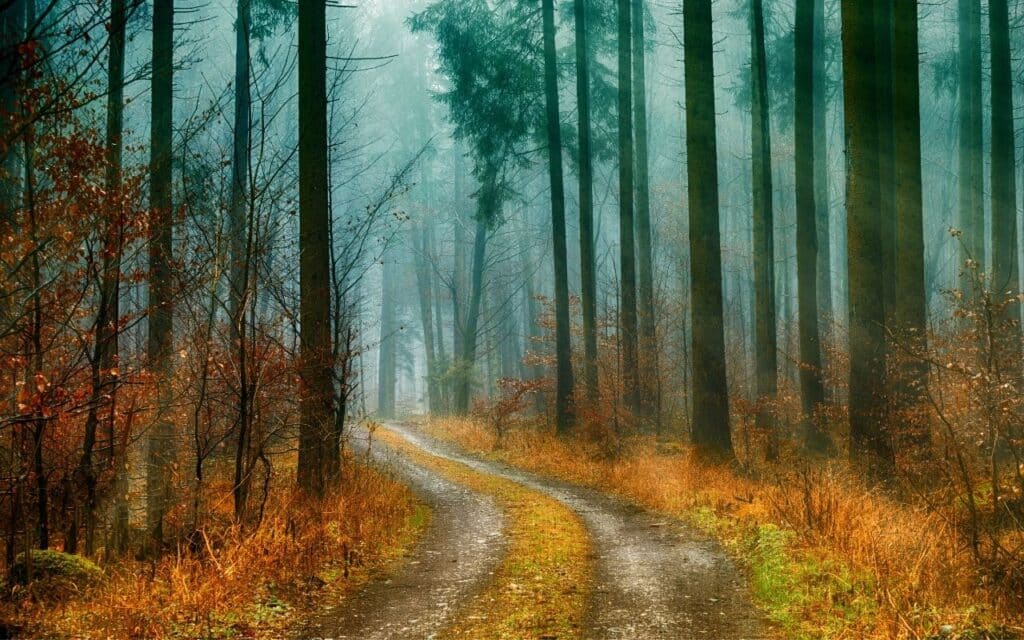 Private Outpatient vs. NHS Treatment for Eating Disorders - chossing a path - respresented by paths in woods