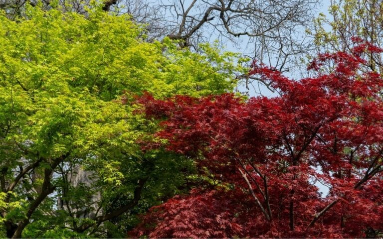 Bulimic vs anorexic represented by 2 trees