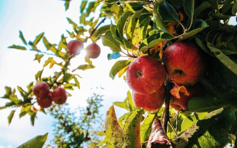 orthorexia nervosa symptoms represented by apples in tree