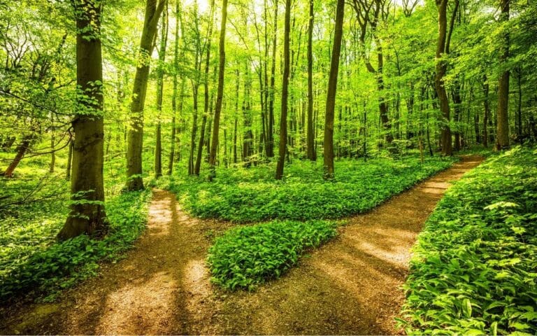 outpatient vs inpatient eating disorder treatment - 2 paths in nature