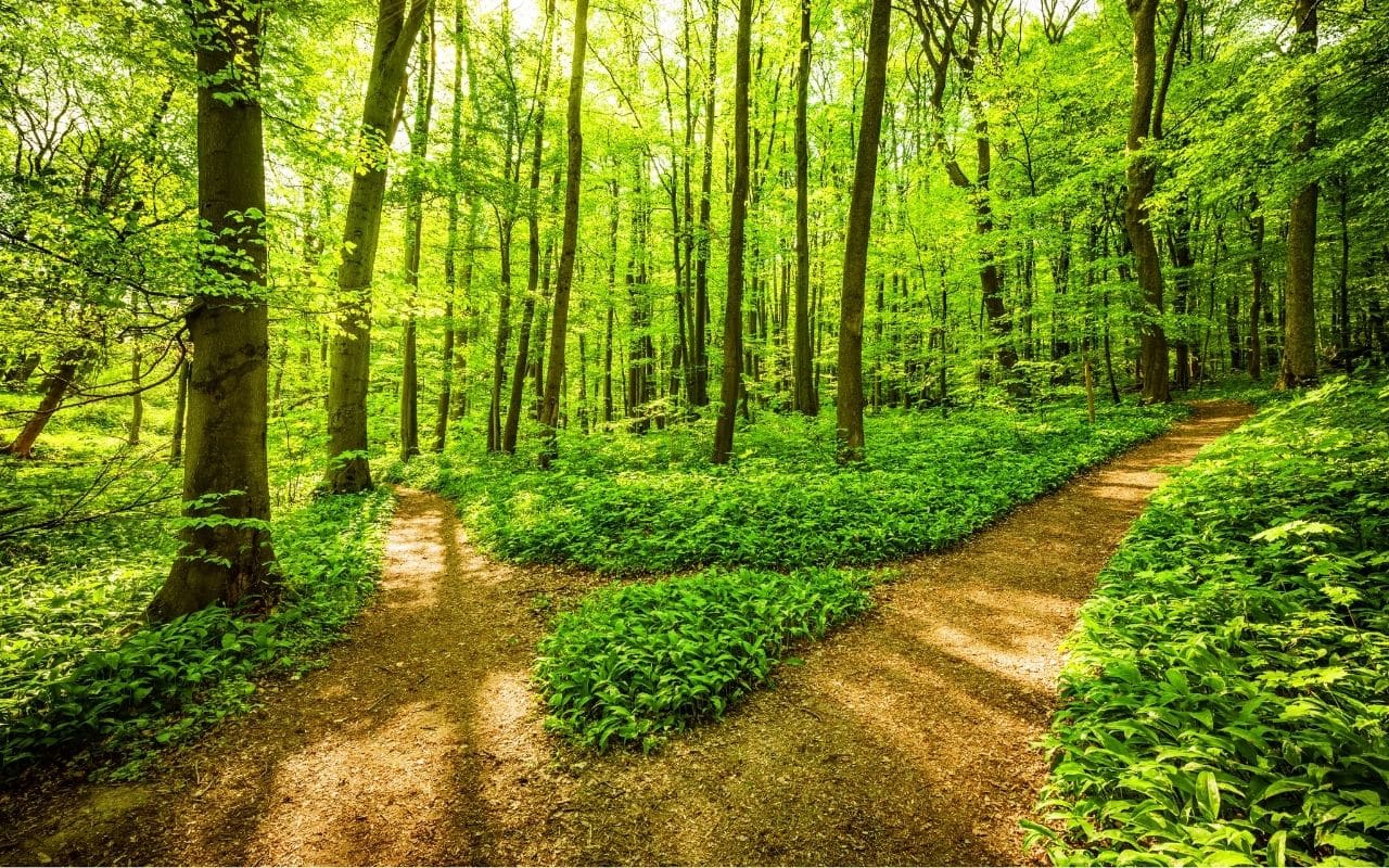 outpatient vs inpatient eating disorder treatment - 2 paths in nature
