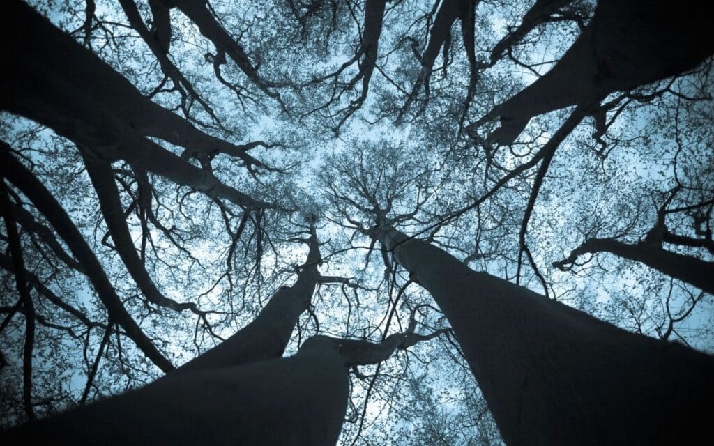 symptoms of orthorexia nervosa represented by dead trees