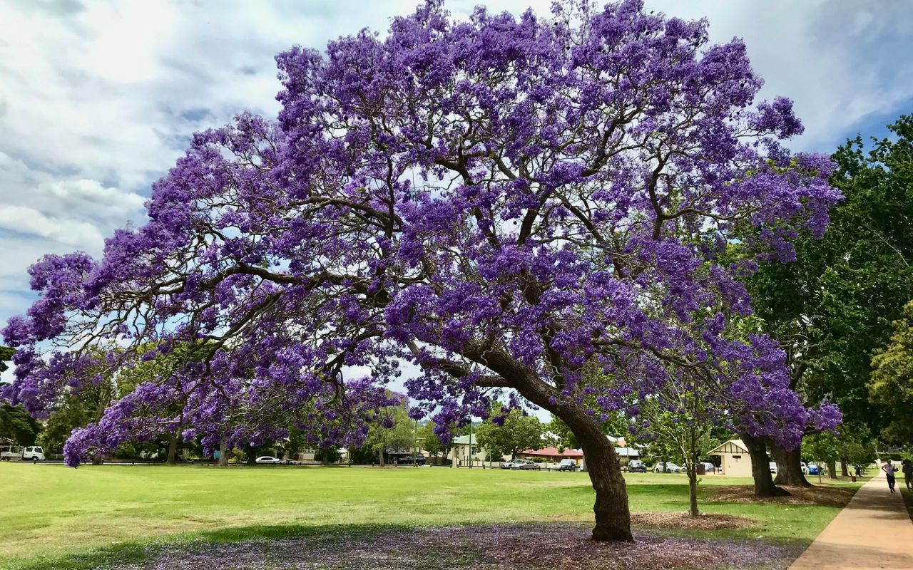 anorexia recovery rates represented by a jacaranda tree