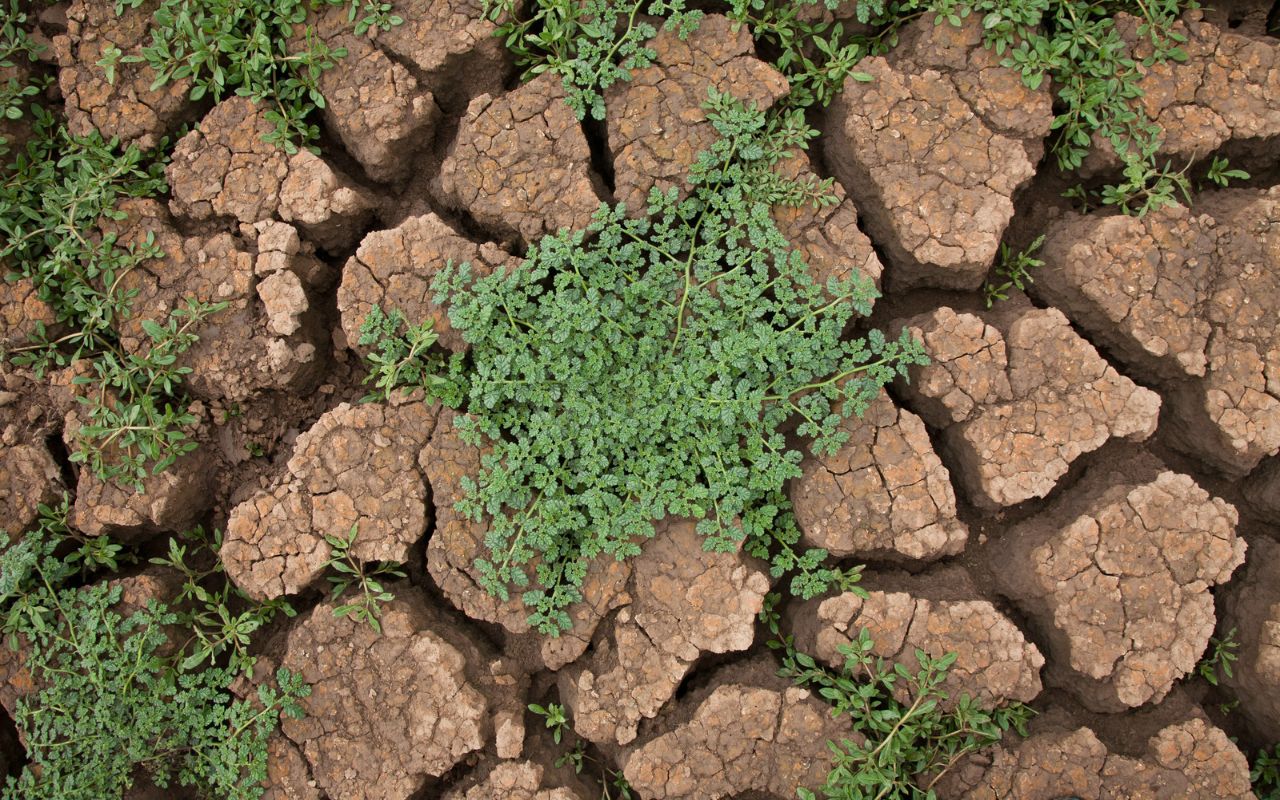 anorexia recovery rates represented by greenery pushing through cracks
