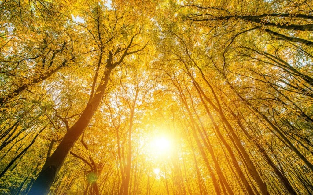 body dysmorphic disorder symptoms respresented by sunlight through canopy of trees