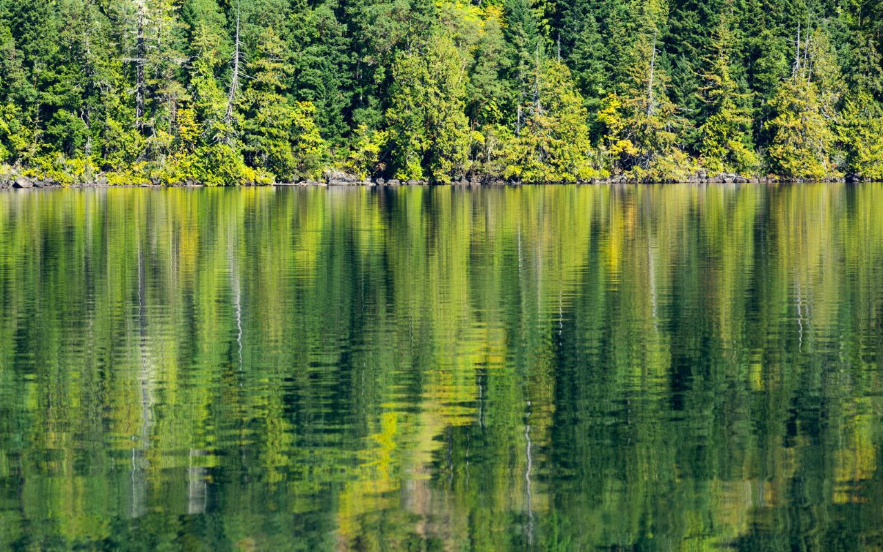 body dysmorphic disorder symptoms respresented by distorted reflection of trees in a lake
