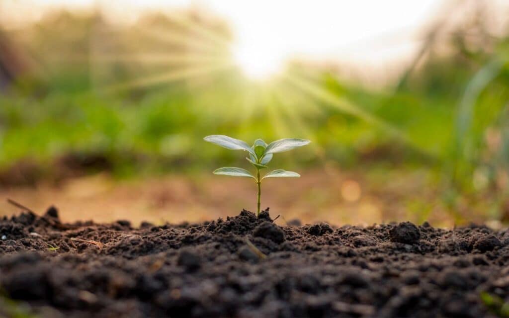 Pica Eating Disorder in Adults represented by soil in sunlight